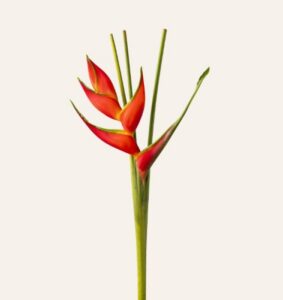 365dagen bloemen