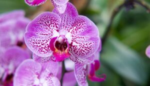 orchidsinfo