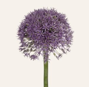 365dagenbloemen